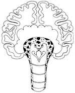 Cerveau triunique